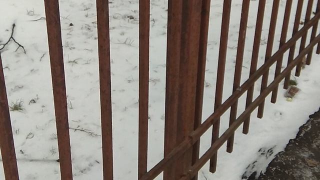 Перовская белка в поисках пропитание. 3-я Владимирская (16.01.2025.)