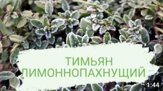 ТИМЬЯН ЛИМОННОПАХНУЩИЙ. ТИМЬЯН, ЧАБРЕЦ ИЛИ БОГОРОДСКАЯ ТРАВА. ЛЕЧЕБНЫЕ  И КУЛИНАРНЫЕ СВОЙСТВА.