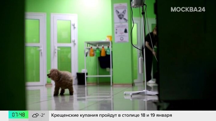 В Москве опубликовали график работы пунктов вакцинации питомцев от бешенства