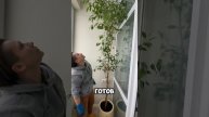 Пересадка крупномера