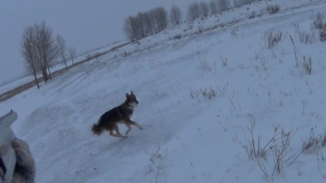 Охота на зайца с Лайкой 22.12.16 №14