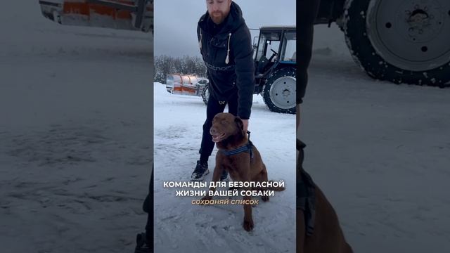 5 КОМАНД, КОТОРЫМ ОБЯЗАТЕЛЬНО НУЖНО НАУЧИТЬ СОБАКУ☝🏻