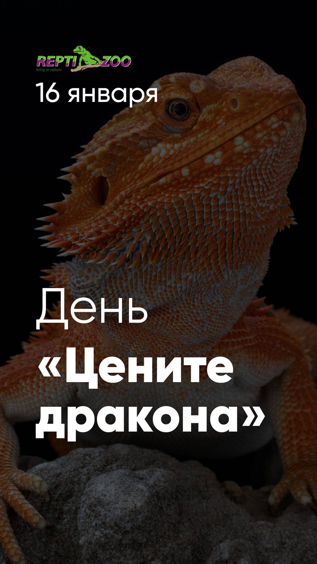 16 января — День «Цените Дракона»!