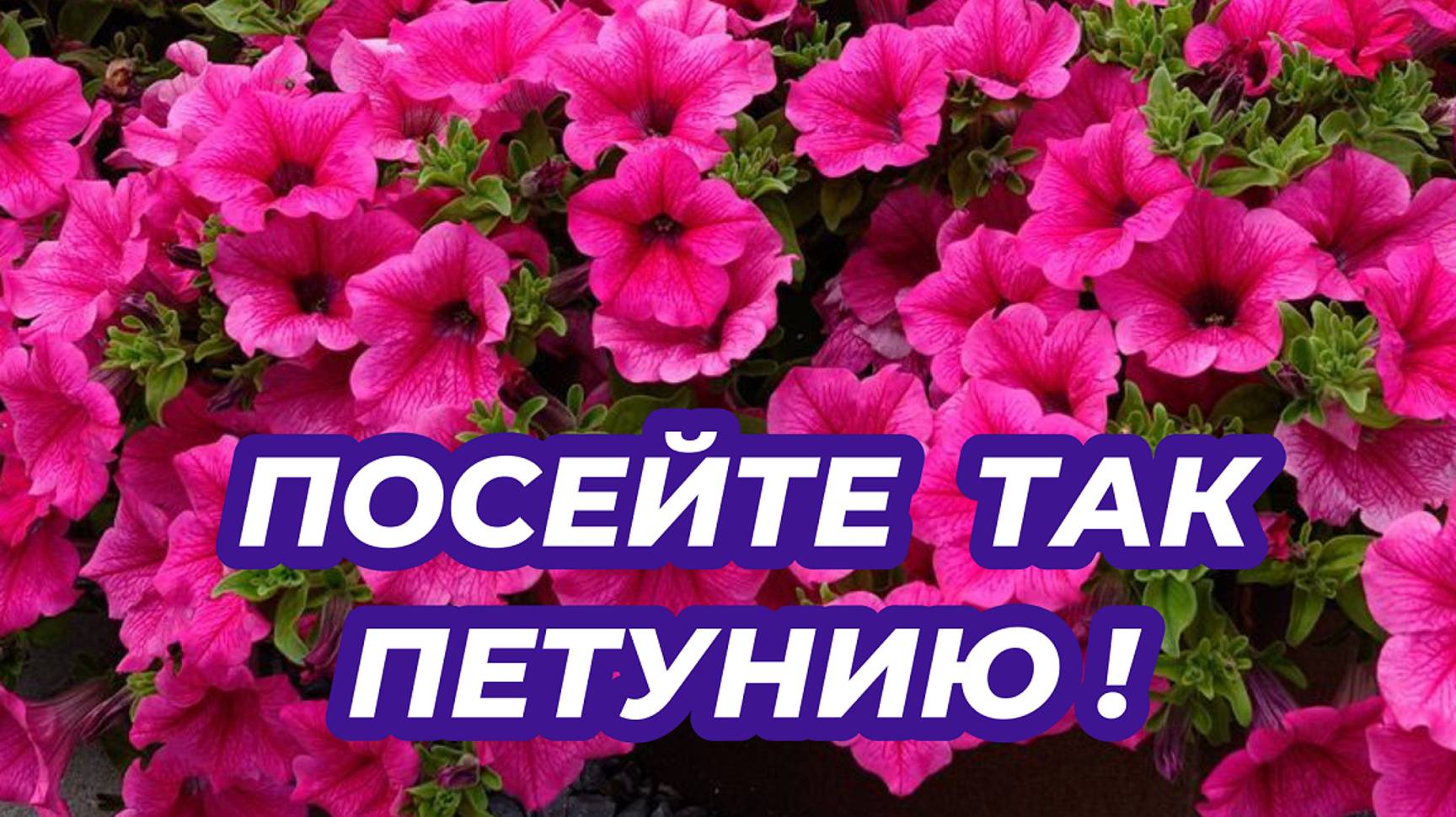 ПЕТУНИЮ СЕЮ ТОЛЬКО ТАК! Посев и выращивание петунии из семян. Как посеять петунию