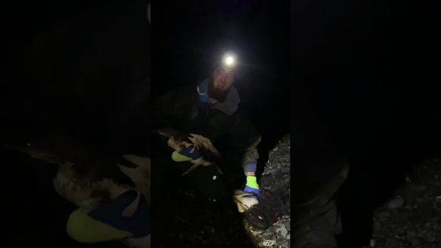 Смертность пострадавших от мазута птиц может увеличиться из-за похолодания.