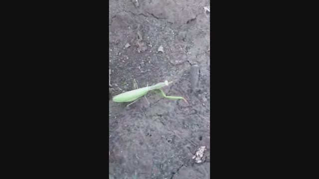 Копали картошку и увидели вот такого кузнечика... Не часто у нас в черноземье встречаются богомолы
