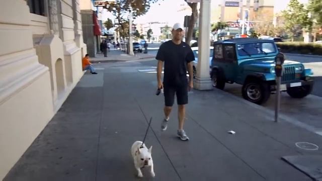 bentley french bulldog walking with me outside on the town