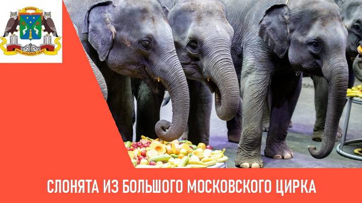 Слонята из Большого Московского цирка