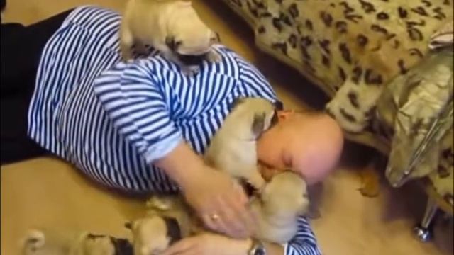 Мопсы доброе утро)