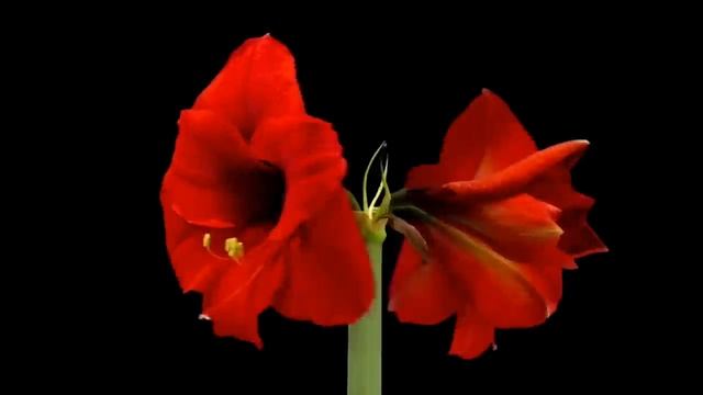 Jazzdauren - Я подарю вам ландыши (Дарите Женщинам Цветы)