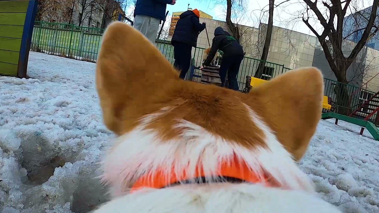 Аджилити Туса Коргия Москва/ Agility Pawty Corgiya Moscow