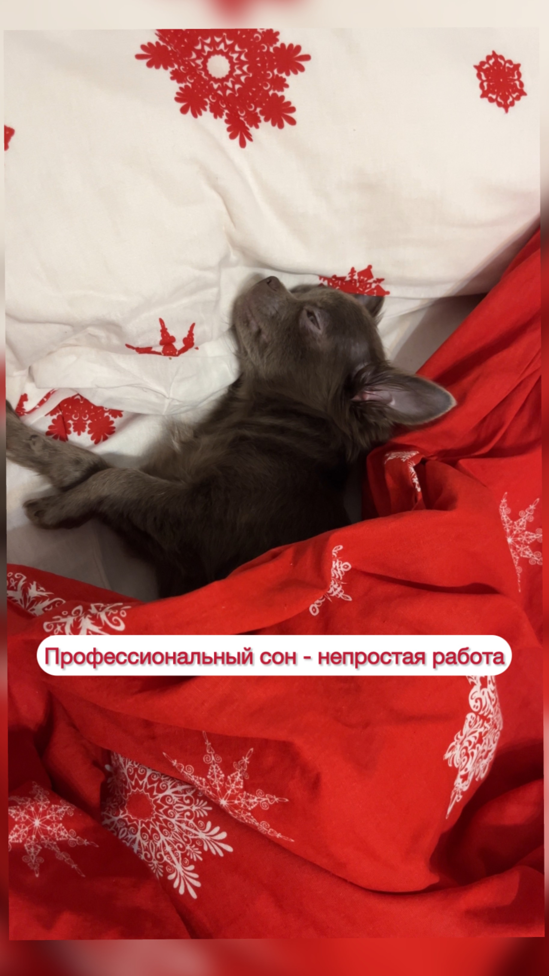 Профессиональный сон - непростая работа | чихуахуа| собаки | юмор | развлечения