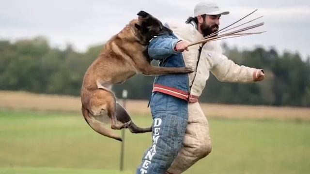FRENCH RING DECOY!! ANDY KRUEGER VS BELGIAN MALINOIS!!