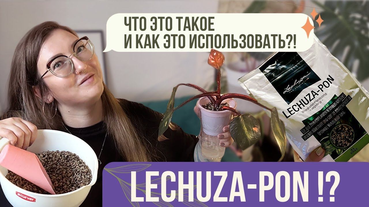 LECHUZA-PON! Что это такое? Мой первый опыт и результат пересадки монстеры и филодендрона.