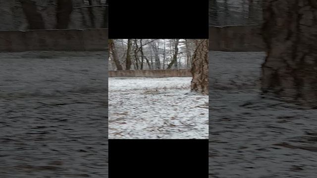Сегодня падала листва