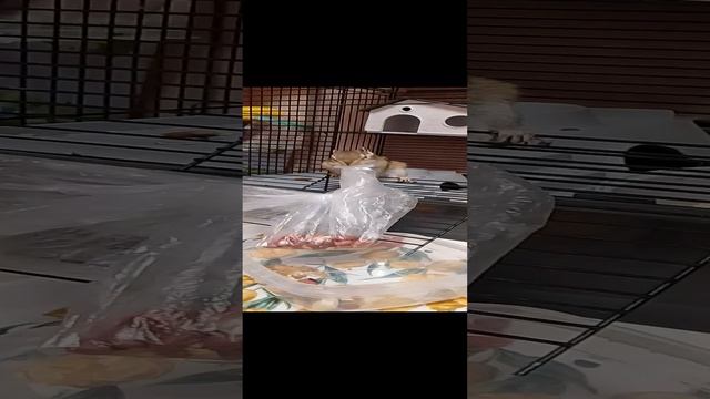 Чипик запасливый