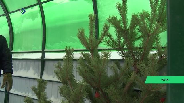 Жители Коми могут дать вторую жизнь новогодним ёлкам