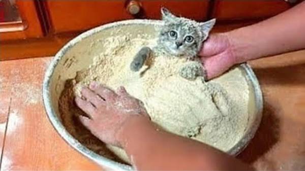 Я_РЖАЛ_ЦЕЛЫЙ_ЧАС😹КОШКИ_ЛУЧШИЕ_ПРИКОЛЫ_СМЕШНЫЕ_ЖИВОТНЫЕ_ЗА_ВЕСЬ