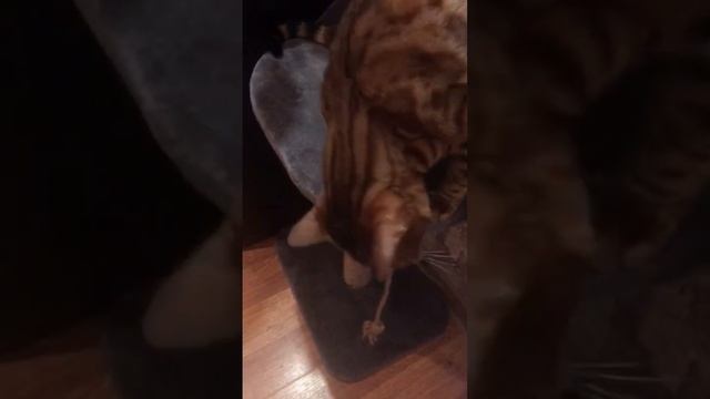 Бенгальская кошка Леопарда #cat #catlover