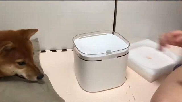 Xiaomi automatic water dispenser for pets