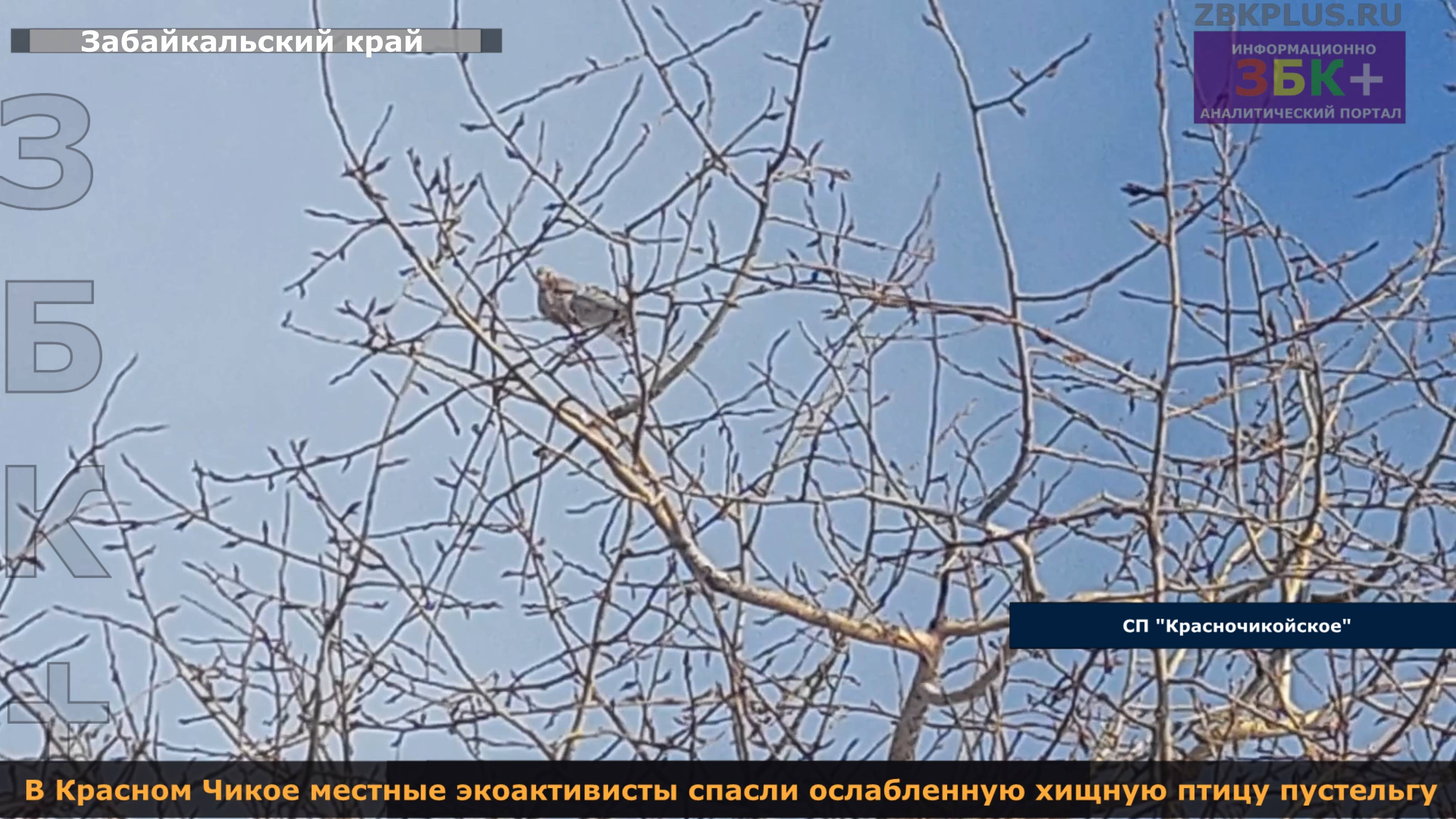В Красном Чикое местные экоактивисты спасли ослабленную хищную птицу пустельгу
