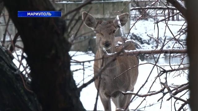 Санкт-Петербург помог восстановить мариупольский зоопарк