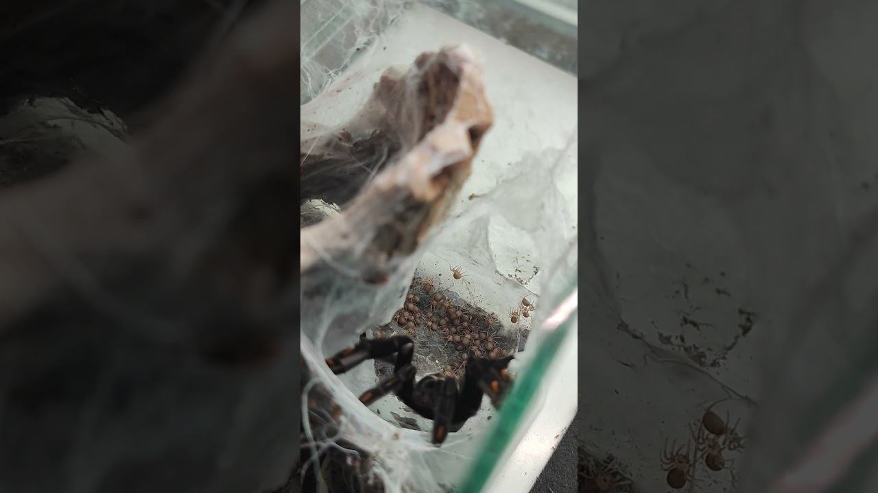 Psalmopoeus irminia выпустила деток с кокона. #паук #пауки #птицеед #tarantula #psalmopoeusirminia