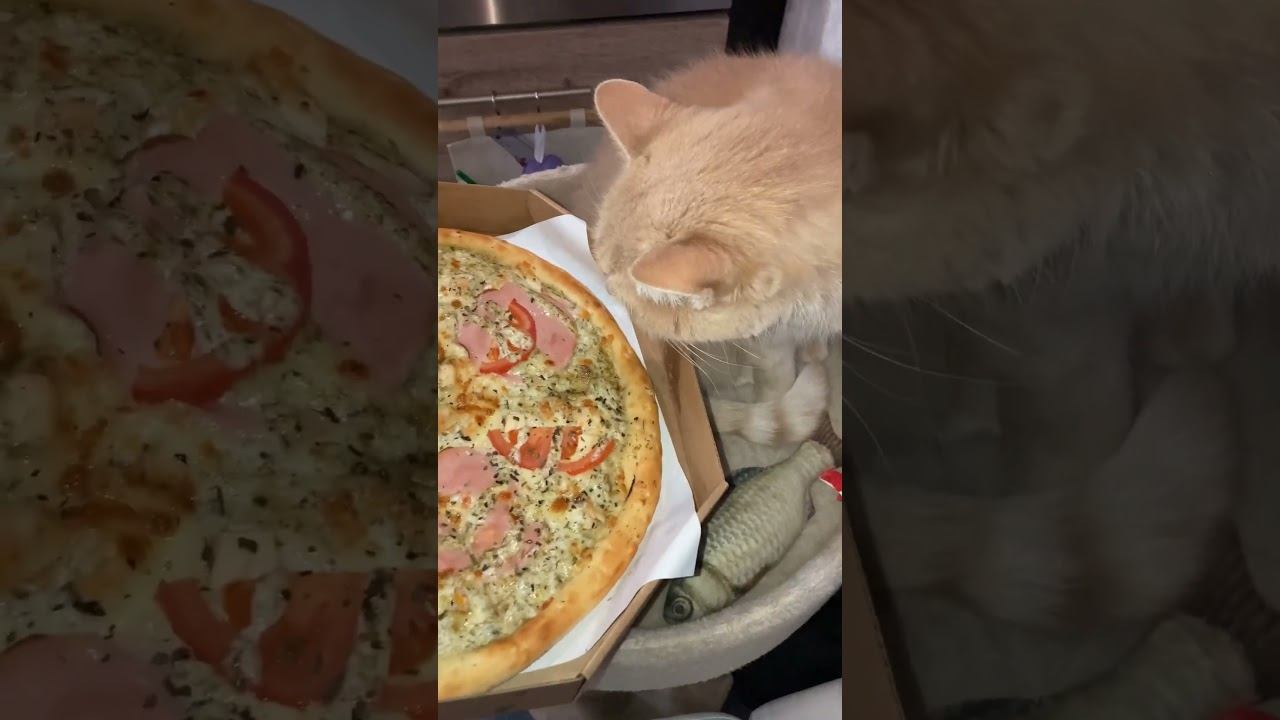 #pizza #italia #cat #pizzacat