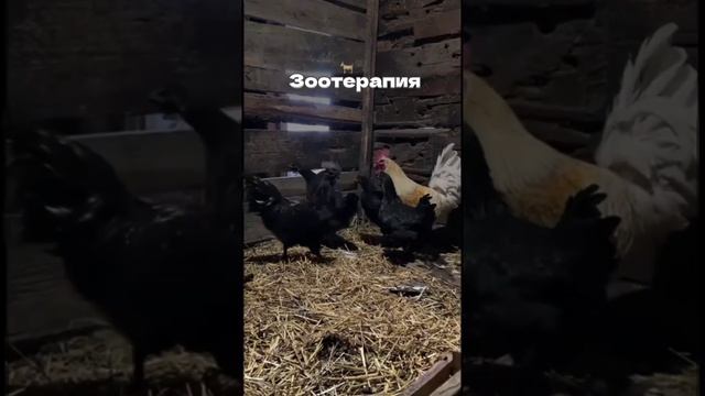 🌿🐐✨Зоотерапия с козами и лошадьми: Путь к гармонии и исцелению ✨🐴🌿