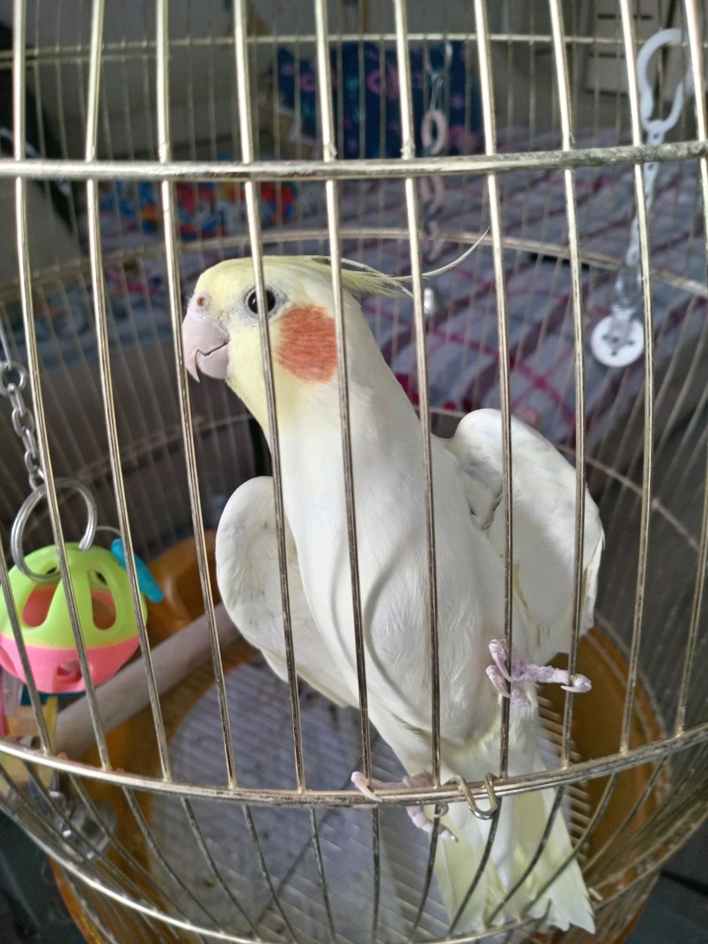 симка