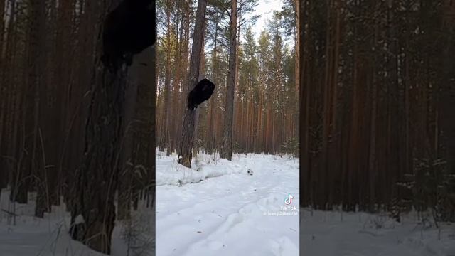 Грация