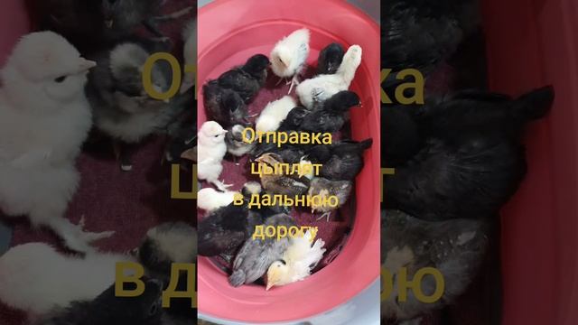 отправка цыплят