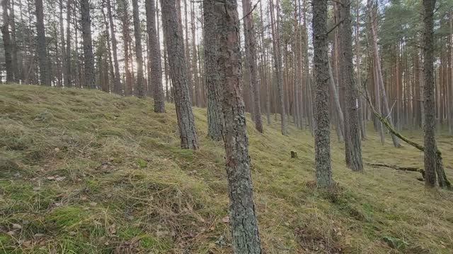 Зима без снега на Куршской косе