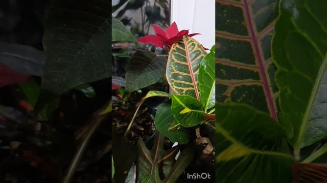 окно с кротонами.