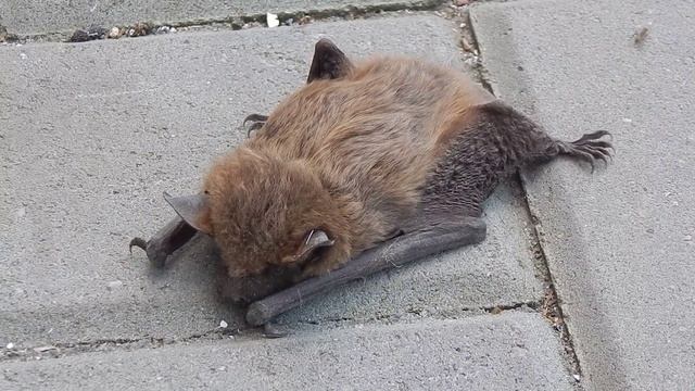 Кожан двухцветный (лат. Vespertilio murinus)
