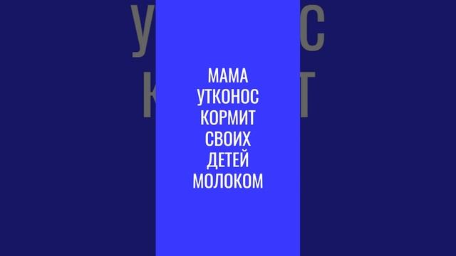 Кое-что про утконосов I ПониМашка #понимашка #мультик #мультикидлямалышей #дети #интересно #shorts