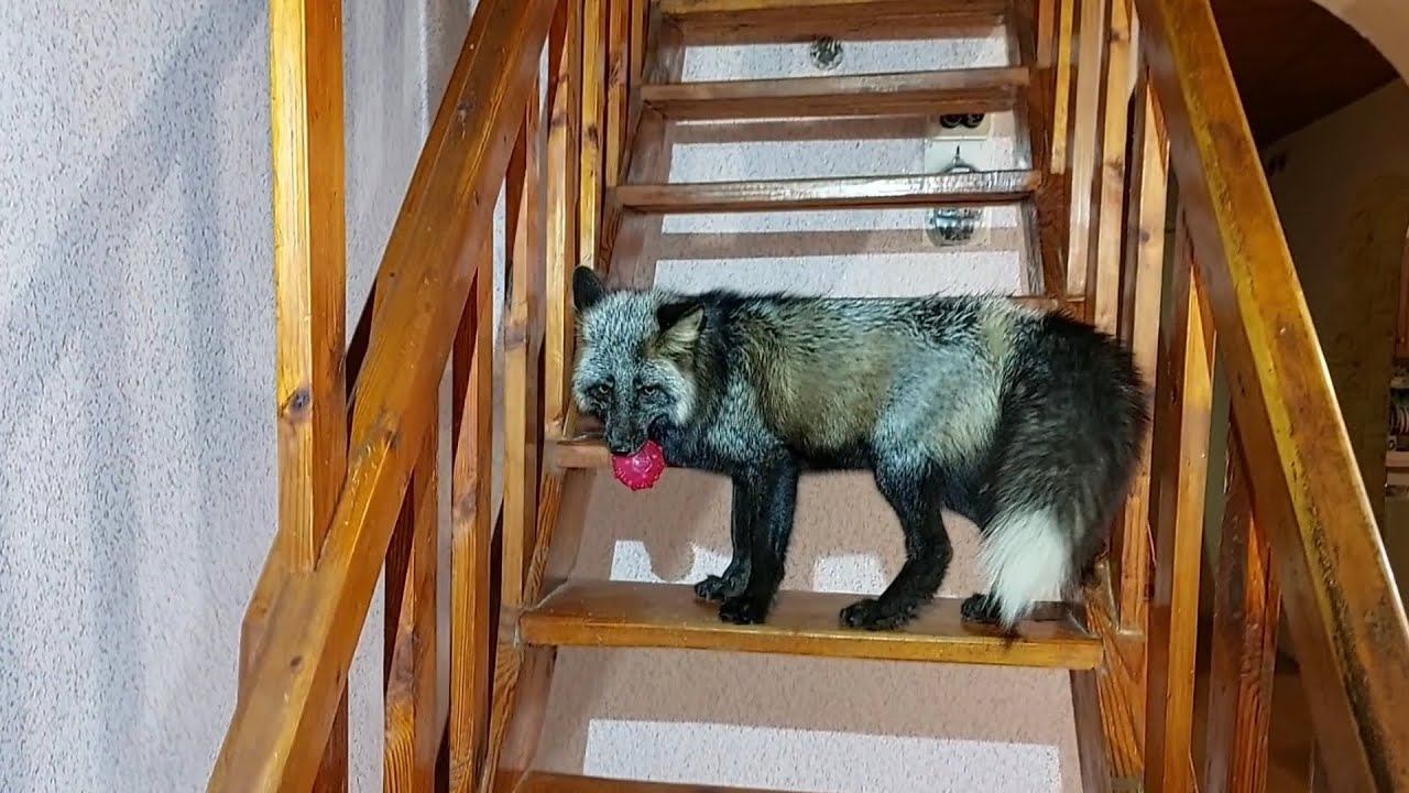 Лисы с мячом на лестнице