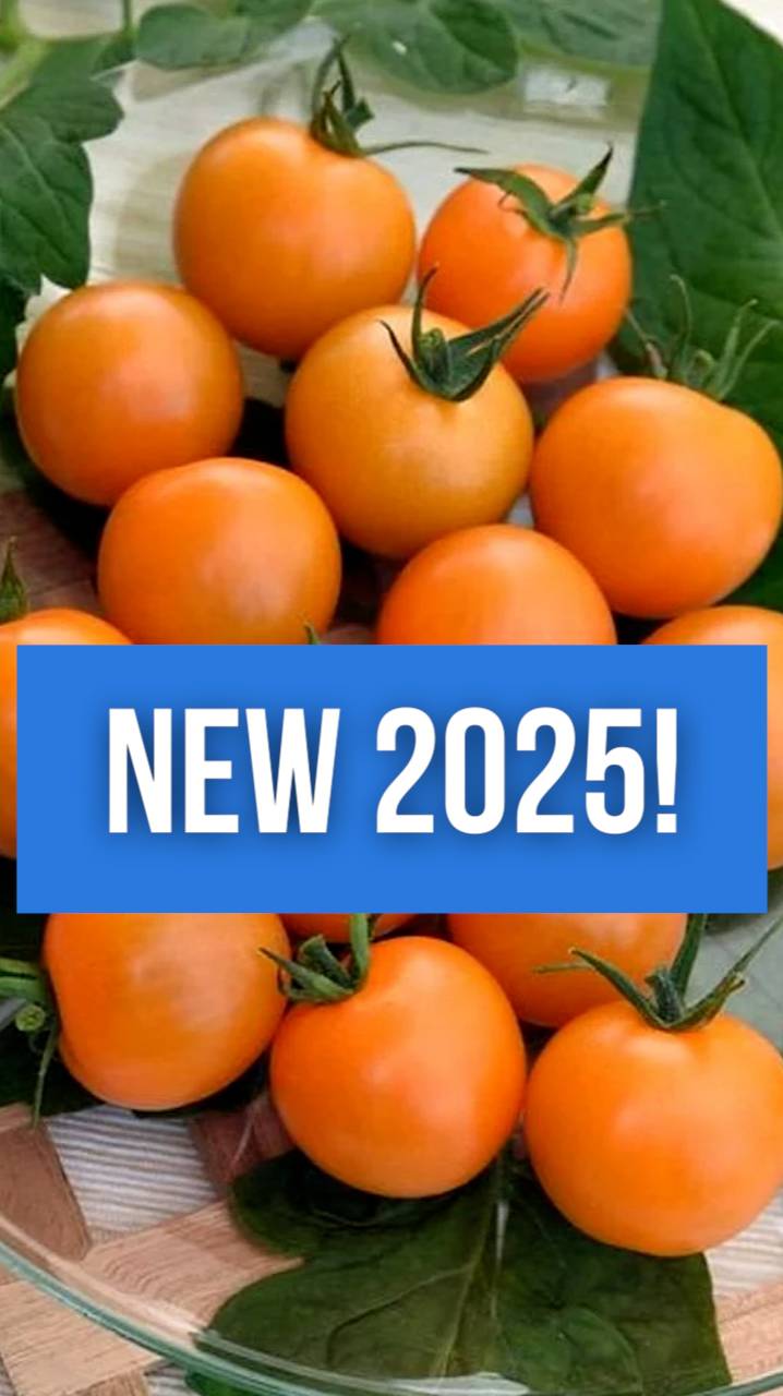 NEW 2025! Новый томат для консервирования.