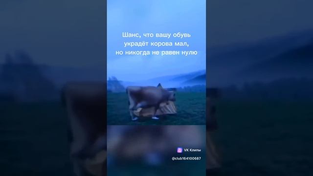Cow shoes