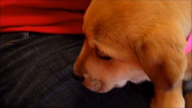 Meet Lemonade a Retriever currently available for adoption at Petango.com! 2/17/2011 11:55:44 PM