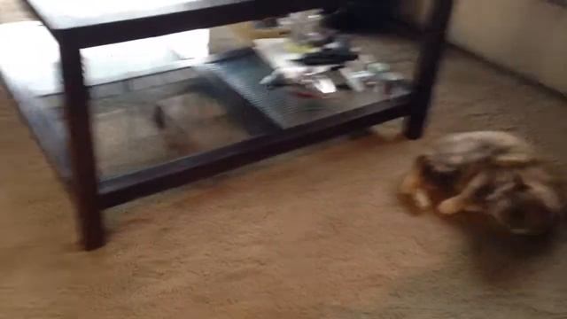 Cat vs ferrit 3