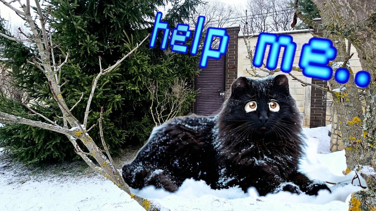 УБЕЖАЛА наша Кошечка Никиса! Она ЗАМЕРЗАЕТ во дворе