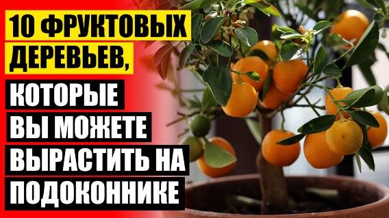 👌 Карликовые деревья для дома алматы 🔴 Необычные комнатные растения с фото