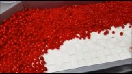 Cherry Tomato sorting Rayvolution Raytec