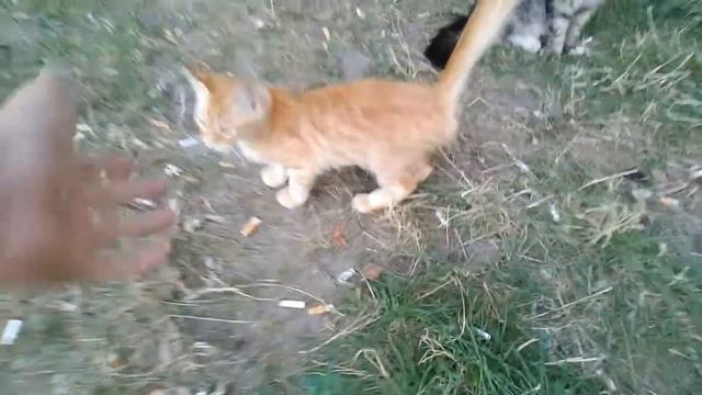 ПОМИРИЛИСЬ С КОТОМ...ПРОСТИЛ?!