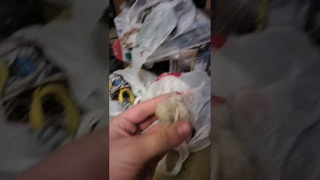 scene_output.mp4