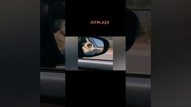 scene_output.mp4