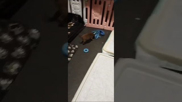 Щенки Чихуахуа