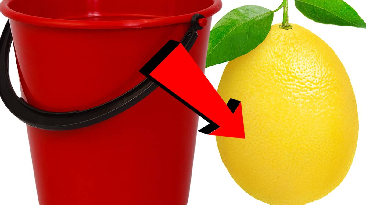 Как удобрять лимон За 3 Секунды!