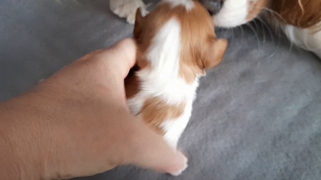Мотя и её щенки